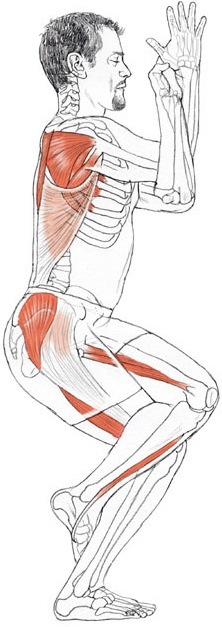 garudasana anatomia