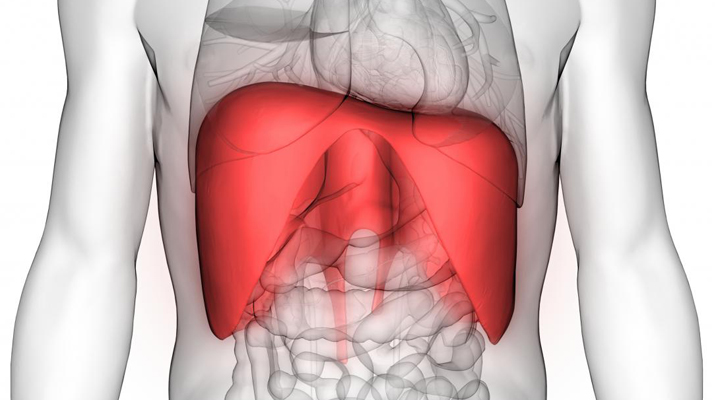 anatomia diaframma