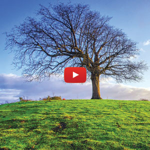 Meditazione dell’albero
